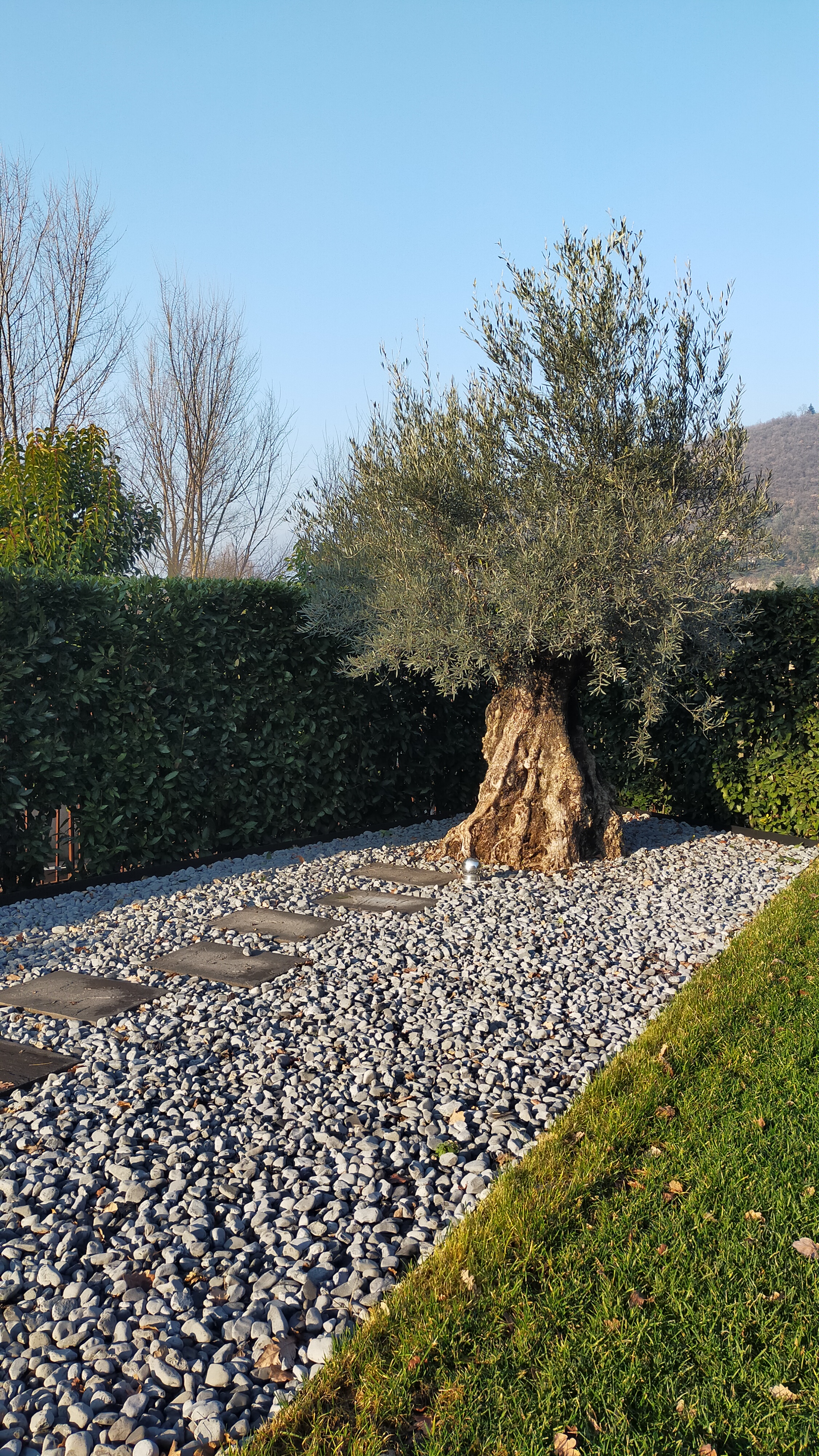 Giardino Brescia ulivo secolare passi persi ghiaia
